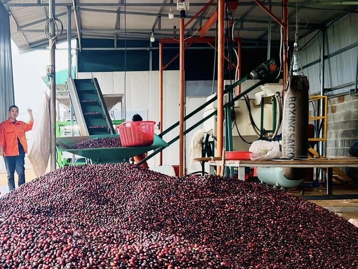 ca-phe-1739087378785221852817 Chỉ trong 1 tháng, cà phê xuất khẩu đạt mức kỷ lục, lần đầu vượt rau quả, thủy sản - Ảnh 1.